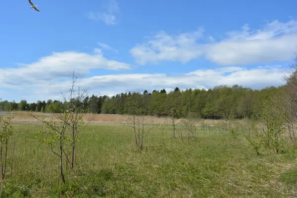 Finlandiya, Espoo 'daki Hyljelahti bölgesinin güzel ve canlı doğası. Kumlu yolu olan, geçilemez yeşil orman. Uzun köknar, çalı, çalılar, eski ahşap kütükler, kütükler, yeşil çimenler ve bitkiler ormanda yetişir..