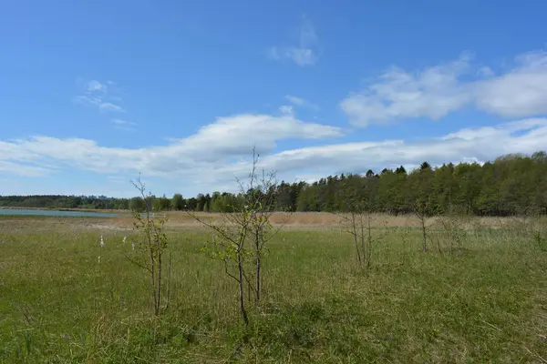 Finlandiya, Espoo 'daki Hyljelahti bölgesinin güzel ve canlı doğası. Kumlu yolu olan, geçilemez yeşil orman. Uzun köknar, çalı, çalılar, eski ahşap kütükler, kütükler, yeşil çimenler ve bitkiler ormanda yetişir..