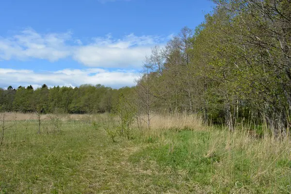 Finlandiya, Espoo 'daki Hyljelahti bölgesinin güzel ve canlı doğası. Kumlu yolu olan, geçilemez yeşil orman. Uzun köknar, çalı, çalılar, eski ahşap kütükler, kütükler, yeşil çimenler ve bitkiler ormanda yetişir..