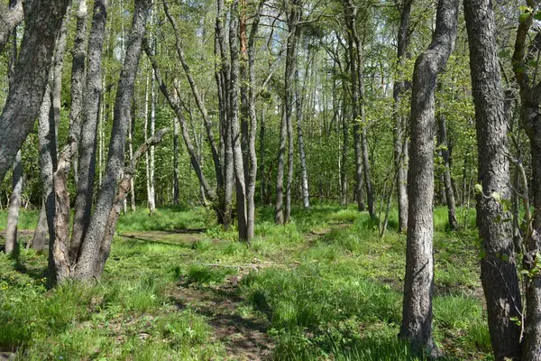 Finlandiya, Espoo 'daki Hyljelahti bölgesinin güzel ve canlı doğası. Kumlu yolu olan, geçilemez yeşil orman. Uzun köknar, çalı, çalılar, eski ahşap kütükler, kütükler, yeşil çimenler ve bitkiler ormanda yetişir..