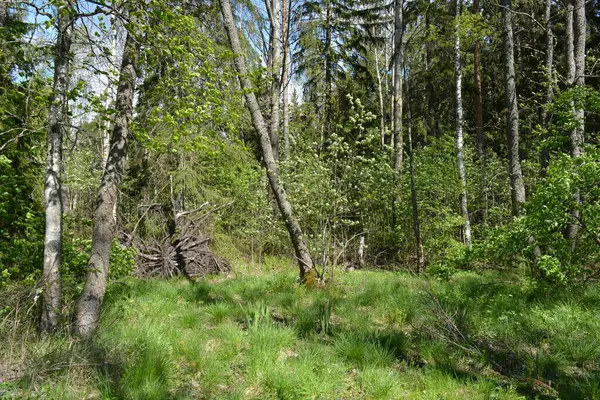 Finlandiya, Espoo 'daki Hyljelahti bölgesinin güzel ve canlı doğası. Kumlu yolu olan, geçilemez yeşil orman. Uzun köknar, çalı, çalılar, eski ahşap kütükler, kütükler, yeşil çimenler ve bitkiler ormanda yetişir..