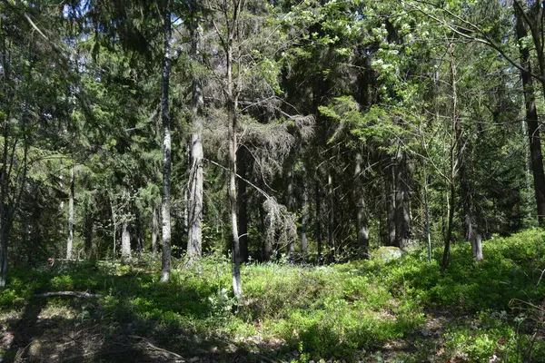 Finlandiya, Espoo 'daki Hyljelahti bölgesinin güzel ve canlı doğası. Kumlu yolu olan, geçilemez yeşil orman. Uzun köknar, çalı, çalılar, eski ahşap kütükler, kütükler, yeşil çimenler ve bitkiler ormanda yetişir..