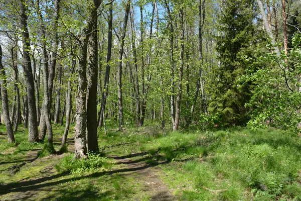 Finlandiya, Espoo 'daki Hyljelahti bölgesinin güzel ve canlı doğası. Kumlu yolu olan, geçilemez yeşil orman. Uzun köknar, çalı, çalılar, eski ahşap kütükler, kütükler, yeşil çimenler ve bitkiler ormanda yetişir..