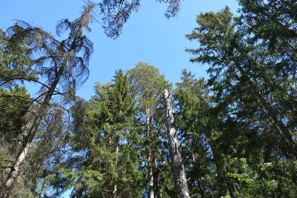 Finlandiya, Espoo 'daki Hyljelahti bölgesinin güzel ve canlı doğası. Kumlu yolu olan, geçilemez yeşil orman. Uzun köknar, çalı, çalılar, eski ahşap kütükler, kütükler, yeşil çimenler ve bitkiler ormanda yetişir..