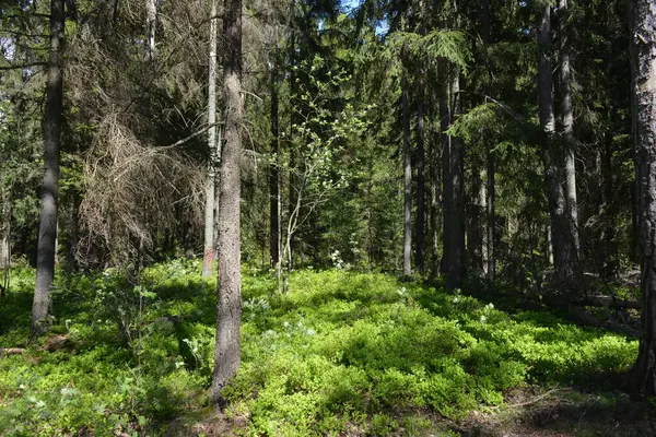Finlandiya, Espoo 'daki Hyljelahti bölgesinin güzel ve canlı doğası. Kumlu yolu olan, geçilemez yeşil orman. Uzun köknar, çalı, çalılar, eski ahşap kütükler, kütükler, yeşil çimenler ve bitkiler ormanda yetişir..