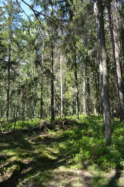 Finlandiya, Espoo 'daki Hyljelahti bölgesinin güzel ve canlı doğası. Kumlu yolu olan, geçilemez yeşil orman. Uzun köknar, çalı, çalılar, eski ahşap kütükler, kütükler, yeşil çimenler ve bitkiler ormanda yetişir..