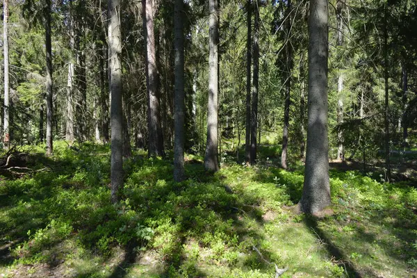 Finlandiya, Espoo 'daki Hyljelahti bölgesinin güzel ve canlı doğası. Kumlu yolu olan, geçilemez yeşil orman. Uzun köknar, çalı, çalılar, eski ahşap kütükler, kütükler, yeşil çimenler ve bitkiler ormanda yetişir..