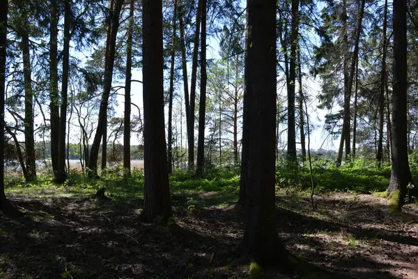 Finlandiya, Espoo 'daki Hyljelahti bölgesinin güzel ve canlı doğası. Kumlu yolu olan, geçilemez yeşil orman. Uzun köknar, çalı, çalılar, eski ahşap kütükler, kütükler, yeşil çimenler ve bitkiler ormanda yetişir..