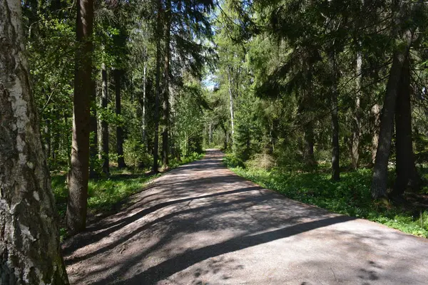 Finlandiya, Espoo 'daki Hyljelahti bölgesinin güzel ve canlı doğası. Kumlu yolu olan, geçilemez yeşil orman. Uzun köknar, çalı, çalılar, eski ahşap kütükler, kütükler, yeşil çimenler ve bitkiler ormanda yetişir..