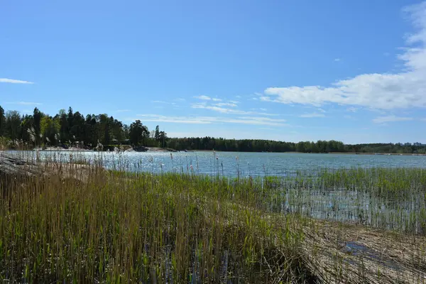 Finlandiya körfezinin doğası, Finlandiya 'nın Espoo şehrinin Hyljelahti bölgesinde. Güzel sarı kumları, temiz suları, yeşil sazlıkları, büyük taşları, uzun yeşil köknar ağaçları, mavi gökyüzü boyunca uzanan ladin ağaçları olan yerel bir sahil..