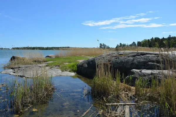 Finlandiya körfezinin doğası, Finlandiya 'nın Espoo şehrinin Hyljelahti bölgesinde. Güzel sarı kumları, temiz suları, yeşil sazlıkları, büyük taşları, uzun yeşil köknar ağaçları, mavi gökyüzü boyunca uzanan ladin ağaçları olan yerel bir sahil..