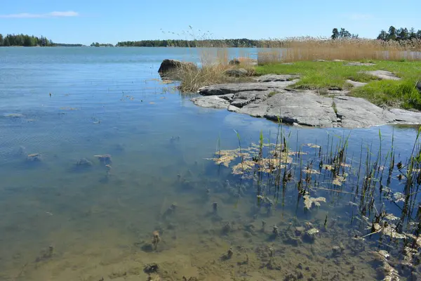 Finlandiya körfezinin doğası, Finlandiya 'nın Espoo şehrinin Hyljelahti bölgesinde. Güzel sarı kumları, temiz suları, yeşil sazlıkları, büyük taşları, uzun yeşil köknar ağaçları, mavi gökyüzü boyunca uzanan ladin ağaçları olan yerel bir sahil..