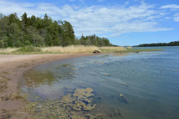 Finlandiya körfezinin doğası, Finlandiya 'nın Espoo şehrinin Hyljelahti bölgesinde. Güzel sarı kumları, temiz suları, yeşil sazlıkları, büyük taşları, uzun yeşil köknar ağaçları, mavi gökyüzü boyunca uzanan ladin ağaçları olan yerel bir sahil..