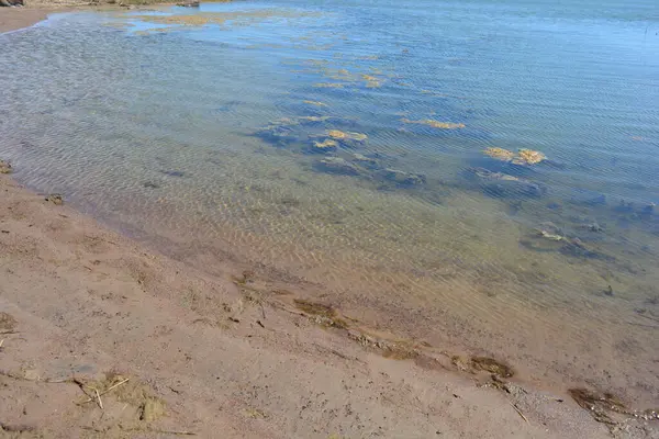 Finlandiya körfezinin doğası, Finlandiya 'nın Espoo şehrinin Hyljelahti bölgesinde. Güzel sarı kumları, temiz suları, yeşil sazlıkları, büyük taşları, uzun yeşil köknar ağaçları, mavi gökyüzü boyunca uzanan ladin ağaçları olan yerel bir sahil..