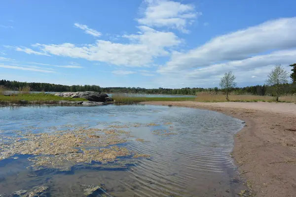 Finlandiya körfezinin doğası, Finlandiya 'nın Espoo şehrinin Hyljelahti bölgesinde. Güzel sarı kumları, temiz suları, yeşil sazlıkları, büyük taşları, uzun yeşil köknar ağaçları, mavi gökyüzü boyunca uzanan ladin ağaçları olan yerel bir sahil..