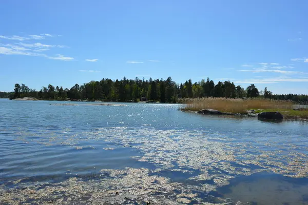 Finlandiya körfezinin doğası, Finlandiya 'nın Espoo şehrinin Hyljelahti bölgesinde. Güzel sarı kumları, temiz suları, yeşil sazlıkları, büyük taşları, uzun yeşil köknar ağaçları, mavi gökyüzü boyunca uzanan ladin ağaçları olan yerel bir sahil..