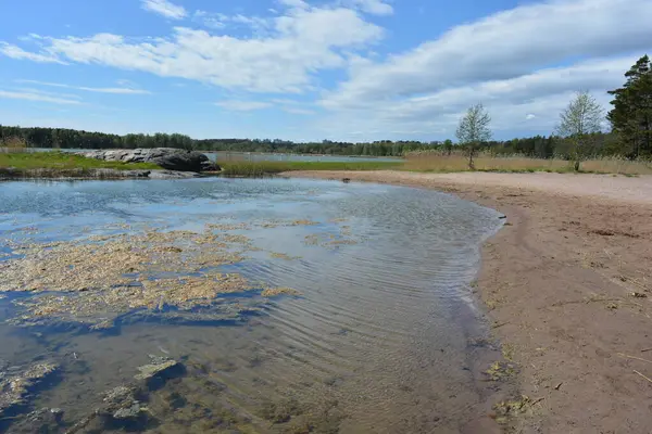 Finlandiya körfezinin doğası, Finlandiya 'nın Espoo şehrinin Hyljelahti bölgesinde. Güzel sarı kumları, temiz suları, yeşil sazlıkları, büyük taşları, uzun yeşil köknar ağaçları, mavi gökyüzü boyunca uzanan ladin ağaçları olan yerel bir sahil..