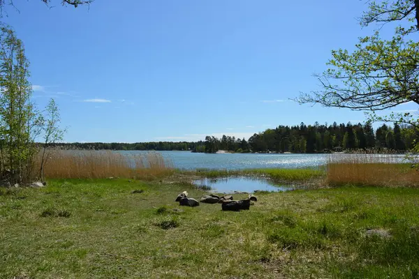 Finlandiya körfezinin doğası, Finlandiya 'nın Espoo şehrinin Hyljelahti bölgesinde. Güzel sarı kumları, temiz suları, yeşil sazlıkları, büyük taşları, uzun yeşil köknar ağaçları, mavi gökyüzü boyunca uzanan ladin ağaçları olan yerel bir sahil..