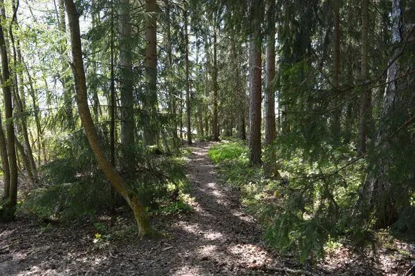 Finlandiya, Espoo 'daki Hyljelahti bölgesinin güzel ve canlı doğası. Kumlu yolu olan, geçilemez yeşil orman. Uzun köknar, çalı, çalılar, eski ahşap kütükler, kütükler, yeşil çimenler ve bitkiler ormanda yetişir..