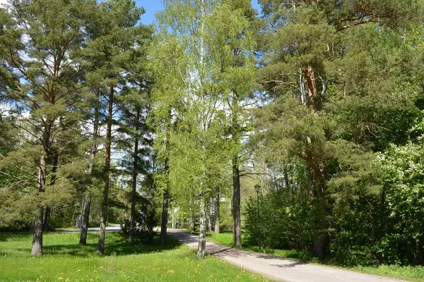 Büyük yeşil çayır, sarı karahindibalı çayır, büyük yaprak döken yeşil park ağaçları, yeşil köknar ve ladin. Parlak doğa Espoo şehrinin Hyljelahti bölgesinde yer almaktadır..