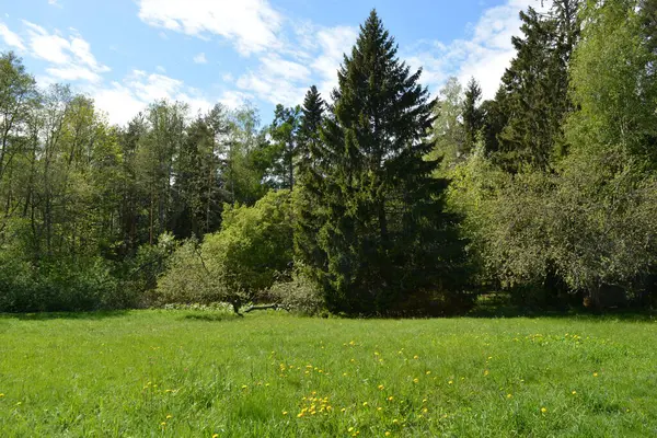 Büyük yeşil çayır, sarı karahindibalı çayır, büyük yaprak döken yeşil park ağaçları, yeşil köknar ve ladin. Parlak doğa Espoo şehrinin Hyljelahti bölgesinde yer almaktadır..