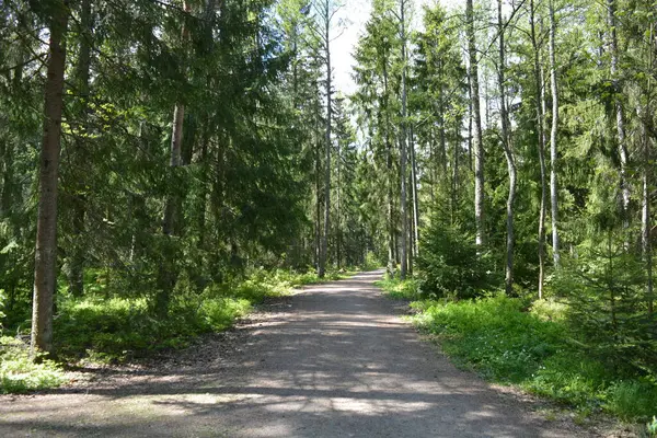Finlandiya, Espoo 'daki Hyljelahti bölgesinin güzel ve canlı doğası. Kumlu yolu olan, geçilemez yeşil orman. Uzun köknar, çalı, çalılar, eski ahşap kütükler, kütükler, yeşil çimenler ve bitkiler ormanda yetişir..