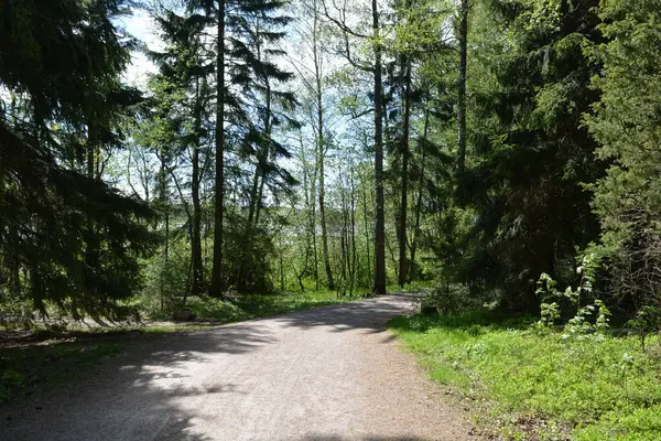 Finlandiya, Espoo 'daki Hyljelahti bölgesinin güzel ve canlı doğası. Kumlu yolu olan, geçilemez yeşil orman. Uzun köknar, çalı, çalılar, eski ahşap kütükler, kütükler, yeşil çimenler ve bitkiler ormanda yetişir..