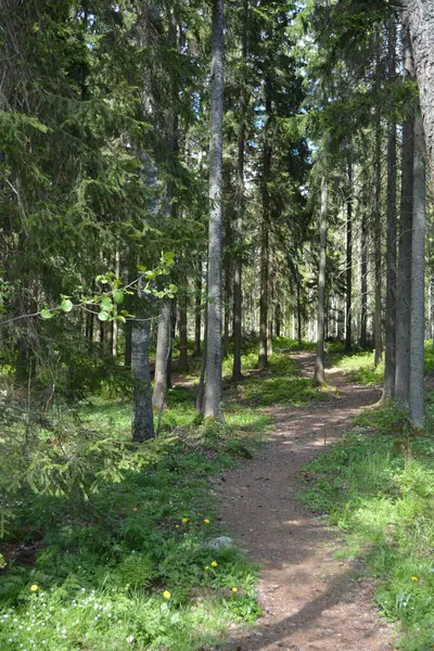 Finlandiya, Espoo 'daki Hyljelahti bölgesinin güzel ve canlı doğası. Kumlu yolu olan, geçilemez yeşil orman. Uzun köknar, çalı, çalılar, eski ahşap kütükler, kütükler, yeşil çimenler ve bitkiler ormanda yetişir..