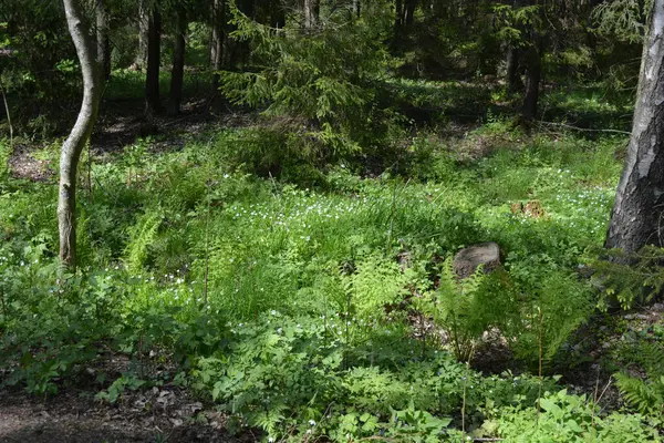 Finlandiya, Espoo 'daki Hyljelahti bölgesinin güzel ve canlı doğası. Kumlu yolu olan, geçilemez yeşil orman. Uzun köknar, çalı, çalılar, eski ahşap kütükler, kütükler, yeşil çimenler ve bitkiler ormanda yetişir..