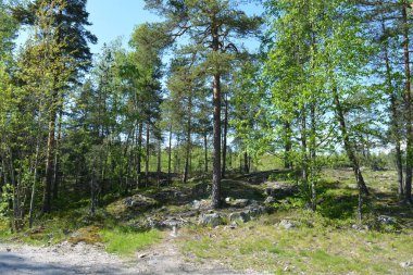Finlandiya 'nın Espoo şehrinde güzel caddeler, otoyollar, yollar ve rotalar manzarası vardır. Girişleri olan güzel özel evler, yeşil çimenler, çalılar, yeşil yapraklı ağaçlar, kaldırım boyunca büyüyen ince köknarlar, yollar..