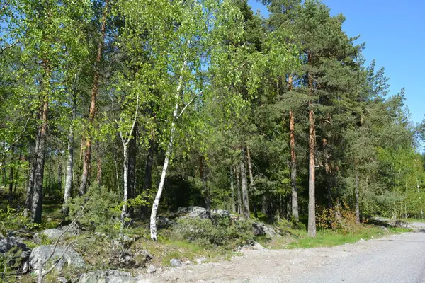 Finlandiya 'nın Espoo şehrinde güzel caddeler, otoyollar, yollar ve rotalar manzarası vardır. Girişleri olan güzel özel evler, yeşil çimenler, çalılar, yeşil yapraklı ağaçlar, kaldırım boyunca büyüyen ince köknarlar, yollar..