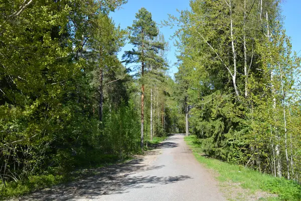 Finlandiya 'nın Espoo şehrinde güzel caddeler, otoyollar, yollar ve rotalar manzarası vardır. Girişleri olan güzel özel evler, yeşil çimenler, çalılar, yeşil yapraklı ağaçlar, kaldırım boyunca büyüyen ince köknarlar, yollar..