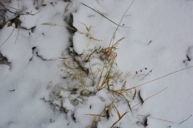 Parlak, güzel doğa, kışın dondurucu hava. Donmuş çimenler, kuru sarı yapraklarla kaplı bitkiler ve beyaz kar tabakası..