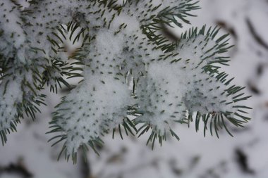 Sonsuza dek yeşil ağaçlarla dolu güzel ve parlak kış doğası. Beyaz karla kaplı kısa iğneli yeşil köknar ağacı dalları.