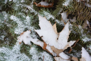 Sonsuza dek yeşil ağaçlarla dolu güzel ve parlak kış doğası. Sonbahar sarısı, kahverengi yapraklar ve yoğun beyaz karla kaplı kısa iğneli yeşil köknar dalları..