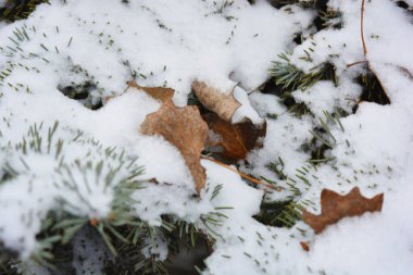 Sonsuza dek yeşil ağaçlarla dolu güzel ve parlak kış doğası. Sonbahar sarısı, kahverengi yapraklar ve yoğun beyaz karla kaplı kısa iğneli yeşil köknar dalları..