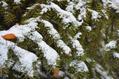 Sonsuza dek yeşil ağaçlarla dolu güzel ve parlak kış doğası. Sonbahar sarısı, kahverengi yapraklar ve yoğun beyaz karla kaplı kısa iğneli yeşil köknar dalları..