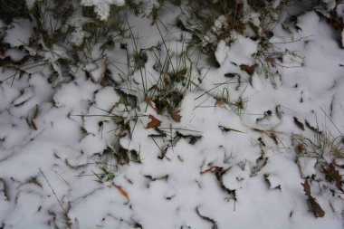 Parlak, güzel doğa, kışın dondurucu hava. Donmuş çimenler, kuru sarı yapraklarla kaplı bitkiler ve beyaz kar tabakası..