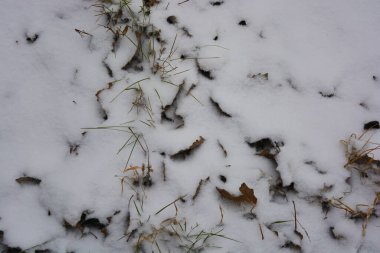 Parlak, güzel doğa, kışın dondurucu hava. Donmuş çimenler, kuru sarı yapraklarla kaplı bitkiler ve beyaz kar tabakası..