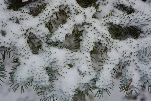 Sonsuza dek yeşil ağaçlarla dolu güzel ve parlak kış doğası. Beyaz karla kaplı kısa iğneli yeşil köknar ağacı dalları.