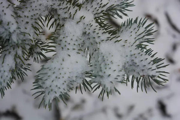 Sonsuza dek yeşil ağaçlarla dolu güzel ve parlak kış doğası. Beyaz karla kaplı kısa iğneli yeşil köknar ağacı dalları.