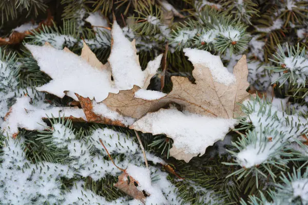 Sonsuza dek yeşil ağaçlarla dolu güzel ve parlak kış doğası. Sonbahar sarısı, kahverengi yapraklar ve yoğun beyaz karla kaplı kısa iğneli yeşil köknar dalları..