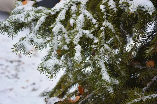 Sonsuza dek yeşil ağaçlarla dolu güzel ve parlak kış doğası. Sonbahar sarısı, kahverengi yapraklar ve yoğun beyaz karla kaplı kısa iğneli yeşil köknar dalları..