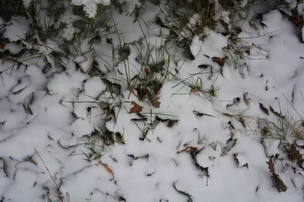 Parlak, güzel doğa, kışın dondurucu hava. Donmuş çimenler, kuru sarı yapraklarla kaplı bitkiler ve beyaz kar tabakası..