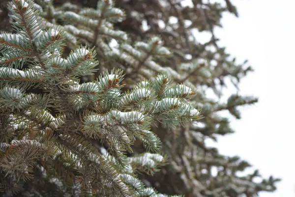 Sonsuza dek yeşil ağaçlarla dolu güzel ve parlak kış doğası. Beyaz karla kaplı kısa iğneli yeşil köknar ağacı dalları.