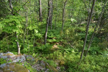 Parlak, güzel doğa, Finlandiya 'nın Espoo şehrinin sıradışı manzaraları. Büyük gri kahverengi taşlar, Finlandiya Körfezi 'nin mavi suyu, büyük yeşil ağaçlar, çamlar, gökyüzüne karşı ateşler..