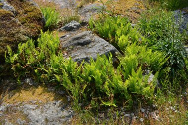 Dağlık arazide büyük kahverengi gri taşlar arasındaki güzel bitkiler. Parlak yeşil eğreltiotu çalıları güneş ışığında taşların arasında büyüyor..
