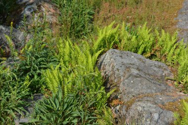 Dağlık arazide büyük kahverengi gri taşlar arasındaki güzel bitkiler. Parlak yeşil eğreltiotu çalıları güneş ışığında taşların arasında büyüyor..