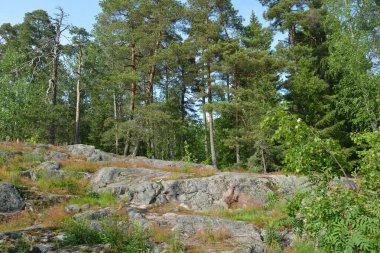 Parlak, güzel doğa, Finlandiya 'nın Espoo şehrinin sıradışı manzaraları. Büyük gri kahverengi taşlar, Finlandiya Körfezi 'nin mavi suyu, büyük yeşil ağaçlar, çamlar, gökyüzüne karşı ateşler..