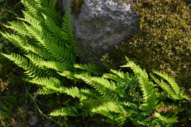 Dağlık arazide büyük kahverengi gri taşlar arasındaki güzel bitkiler. Parlak yeşil eğreltiotu çalıları güneş ışığında taşların arasında büyüyor..